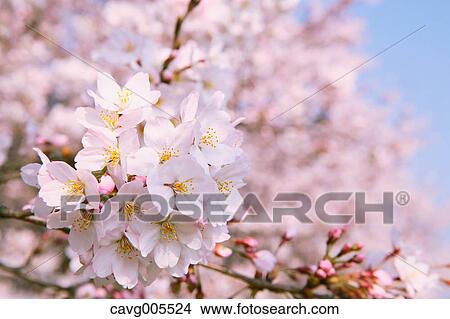 Cherry blossoms View Large Photo Image Picture - Cherry blossoms. Fotosearch