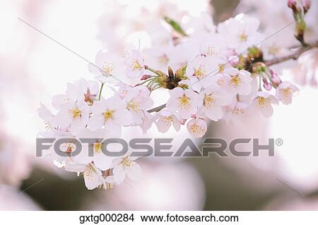 Cherry blossoms View Large Photo Image Picture - Cherry blossoms. Fotosearch