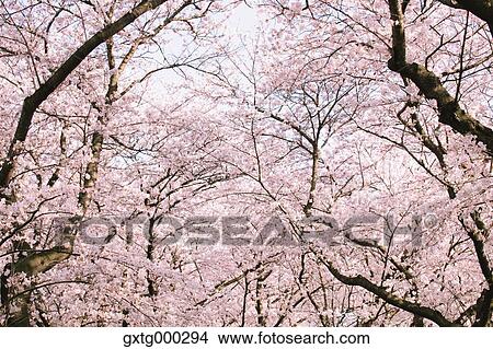 Cherry blossoms View Large Photo Image Picture - Cherry blossoms. Fotosearch