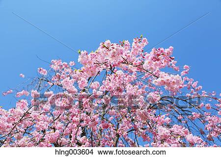 Cherry blossoms View Large Photo Image Picture - Cherry blossoms. Fotosearch