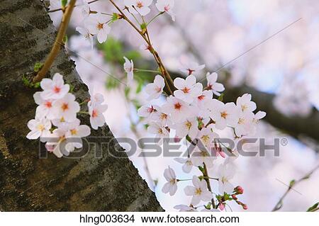 Cherry blossoms View Large Photo Image Picture - Cherry blossoms. Fotosearch
