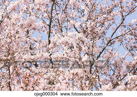 Picture - Cherry blossoms. Fotosearch