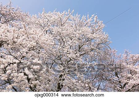 Cherry blossoms View Large Photo Image Picture - Cherry blossoms. Fotosearch