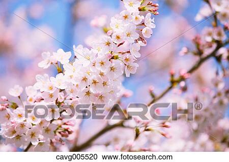 Cherry blossoms View Large Photo Image Stock Image - Cherry blossoms. Fotosearch