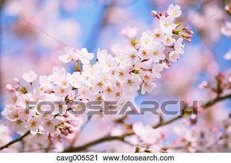 Cherry blossoms View Large Photo Image Stock Image - Cherry blossoms. Fotosearch