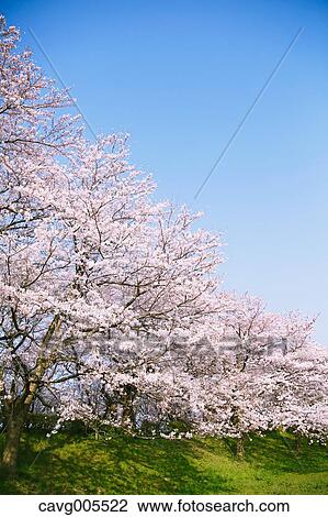 Cherry blossoms View Large Photo Image Stock Image - Cherry blossoms. Fotosearch
