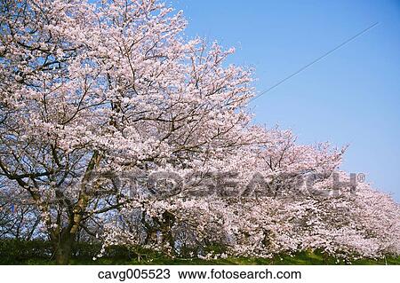 Cherry blossoms View Large Photo Image Stock Image - Cherry blossoms. Fotosearch