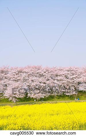 Cherry blossoms View Large Photo Image Stock Image - Cherry blossoms. Fotosearch