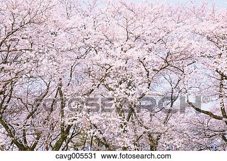Cherry blossoms View Large Photo Image Stock Image - Cherry blossoms. Fotosearch