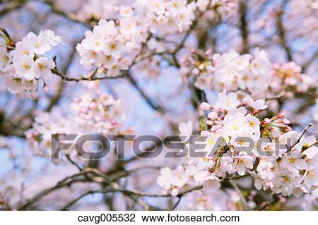 Cherry blossoms View Large Photo Image Stock Image - Cherry blossoms. Fotosearch