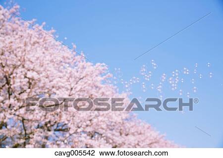 Cherry blossoms View Large Photo Image Stock Image - Cherry blossoms. Fotosearch