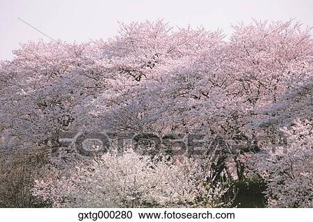 Cherry blossoms View Large Photo Image Stock Image - Cherry blossoms. Fotosearch