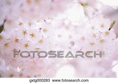 Cherry blossoms View Large Photo Image Stock Image - Cherry blossoms. Fotosearch