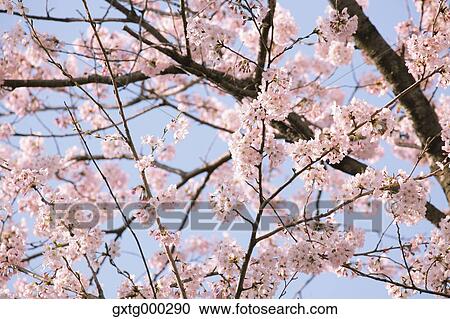 Cherry blossoms View Large Photo Image Stock Image - Cherry blossoms. Fotosearch