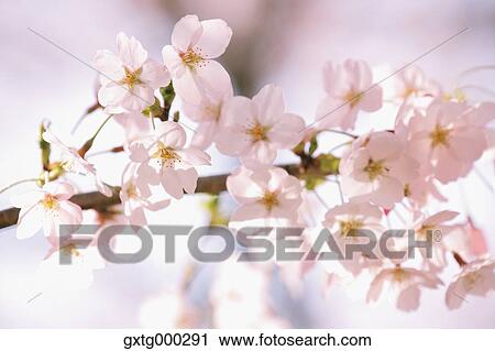 Cherry blossoms View Large Photo Image Stock Image - Cherry blossoms. Fotosearch
