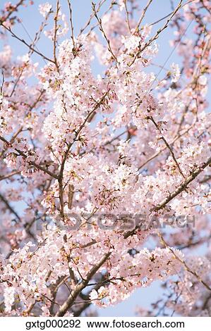 Cherry blossoms View Large Photo Image Stock Image - Cherry blossoms. Fotosearch