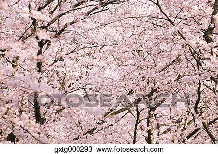 Cherry blossoms View Large Photo Image Stock Image - Cherry blossoms. Fotosearch