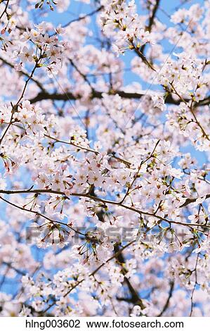 Stock Image - Cherry blossoms. Fotosearch