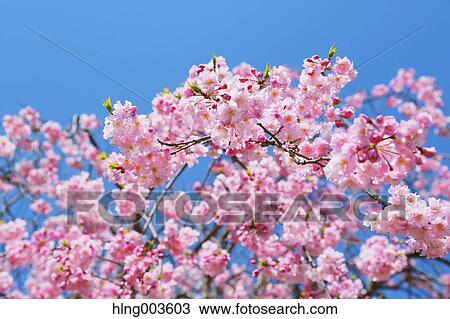 Cherry blossoms View Large Photo Image Stock Image - Cherry blossoms. Fotosearch