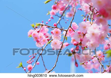 Cherry blossoms View Large Photo Image Stock Image - Cherry blossoms. Fotosearch