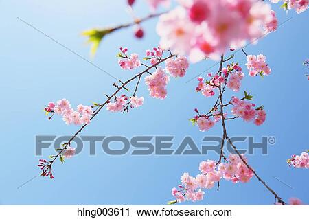 Cherry blossoms View Large Photo Image Stock Image - Cherry blossoms. Fotosearch