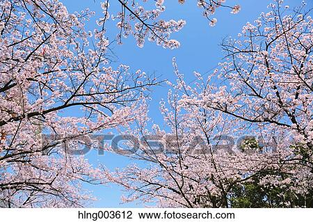 Cherry blossoms View Large Photo Image Stock Image - Cherry blossoms. Fotosearch