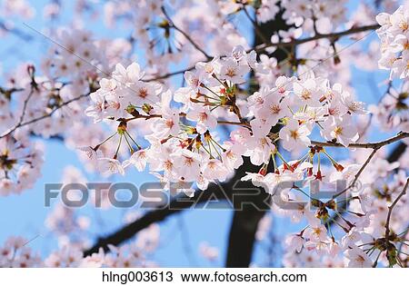 Cherry blossoms View Large Photo Image Stock Image - Cherry blossoms. Fotosearch