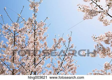 Cherry blossoms View Large Photo Image Stock Image - Cherry blossoms. Fotosearch