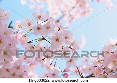 Stock Image - Cherry blossoms. Fotosearch