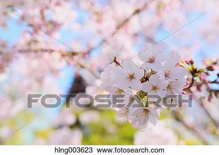 Cherry blossoms View Large Photo Image Stock Image - Cherry blossoms. Fotosearch