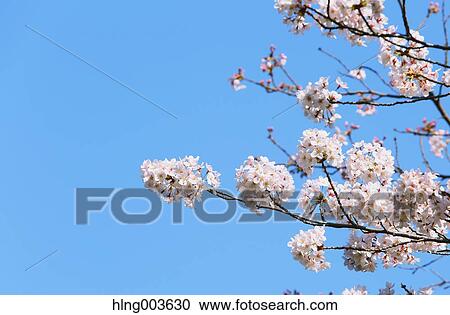Cherry blossoms View Large Photo Image Stock Image - Cherry blossoms. Fotosearch