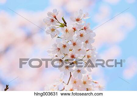 Stock Image - Cherry blossoms. Fotosearch