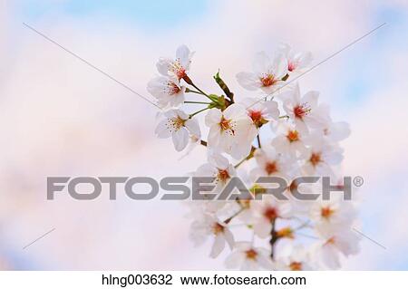 Cherry blossoms View Large Photo Image Stock Image - Cherry blossoms. Fotosearch