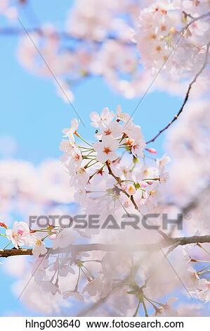Cherry blossoms View Large Photo Image Stock Image - Cherry blossoms. Fotosearch