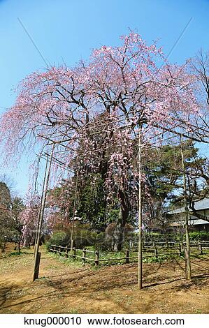Cherry blossoms View Large Photo Image Stock Image - Cherry blossoms. Fotosearch