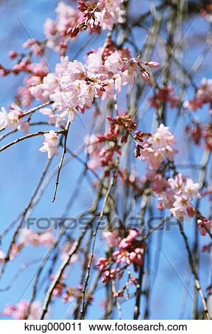 Cherry blossoms View Large Photo Image Stock Image - Cherry blossoms. Fotosearch