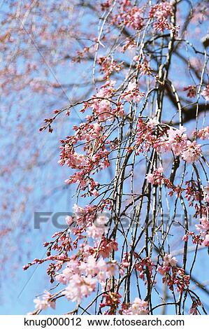 Cherry blossoms View Large Photo Image Stock Image - Cherry blossoms. Fotosearch