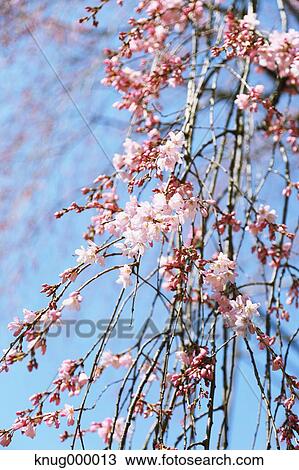 Cherry blossoms View Large Photo Image Stock Image - Cherry blossoms. Fotosearch