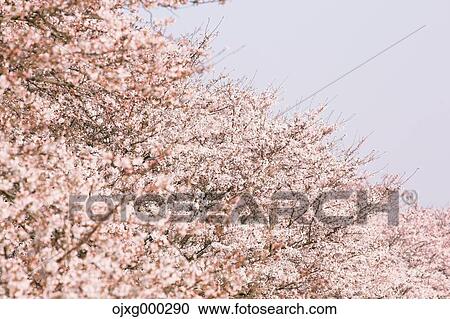 Cherry blossoms View Large Photo Image Stock Image - Cherry blossoms. Fotosearch