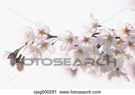 Cherry blossoms View Large Photo Image Stock Image - Cherry blossoms. Fotosearch
