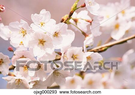 Cherry blossoms View Large Photo Image Stock Image - Cherry blossoms. Fotosearch