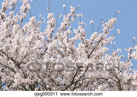 Cherry blossoms View Large Photo Image Stock Image - Cherry blossoms. Fotosearch