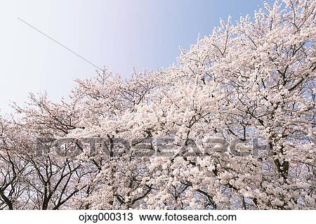 Cherry blossoms View Large Photo Image Stock Image - Cherry blossoms. Fotosearch