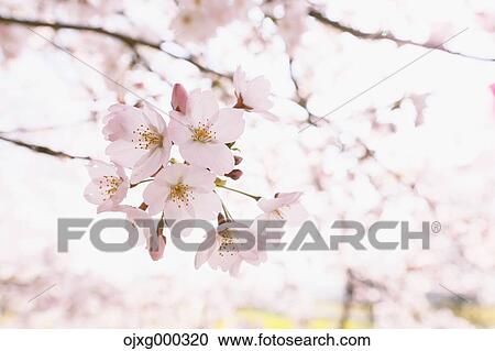 Stock Image - Cherry blossoms. Fotosearch
