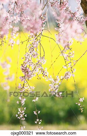 Cherry blossoms View Large Photo Image Stock Image - Cherry blossoms. Fotosearch
