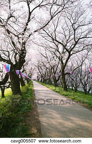 Cherry blossoms View Large Photo Image Stock Photo - Cherry blossoms. Fotosearch
