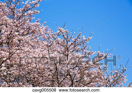 Cherry blossoms View Large Photo Image Stock Photo - Cherry blossoms. Fotosearch