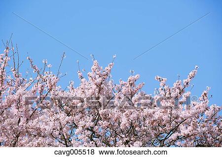 Cherry blossoms View Large Photo Image Stock Photo - Cherry blossoms. Fotosearch