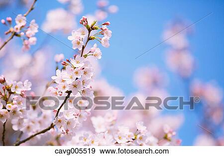 Cherry blossoms View Large Photo Image Stock Photo - Cherry blossoms. Fotosearch