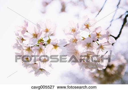 Cherry blossoms View Large Photo Image Stock Photo - Cherry blossoms. Fotosearch